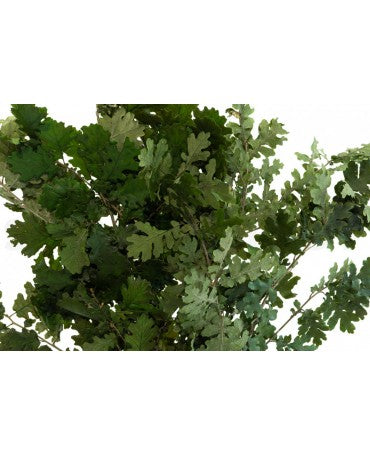 Hoja roble Preservada Verde rama 20 gr aprox 1