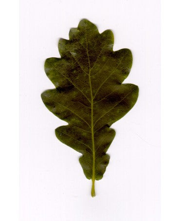 Hoja roble Preservada Verde rama 20 gr aprox 2