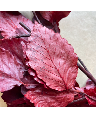 Hoja Nofo Preservada Roja rama 20 gr aprox 1