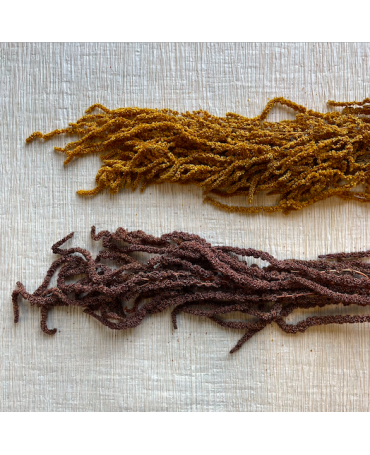 Rama Amaranthus preservado Mostaza 1