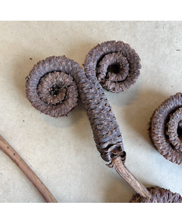 Cuerno Curly Chifr 2ud 1