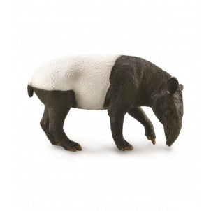 Tapir malayo collecta 1