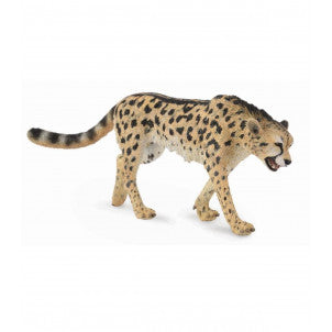 Guepardo collecta 1