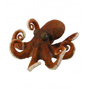 Pulpo collecta 1