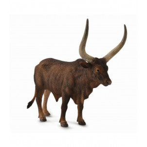 Toro watusi collecta 1