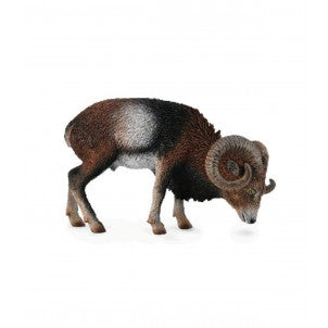 Muflon europeo collecta 1