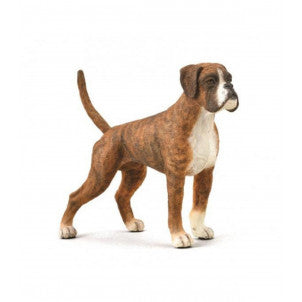 Perro boxer collecta 1