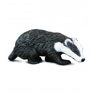 Tejon eurasiatico collecta 1