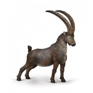 Ibice collecta 1