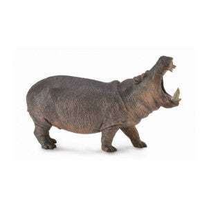 Hipopotamo collecta 1