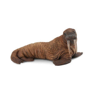 Morsa collecta 1