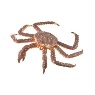 Cangrejo real collecta 1