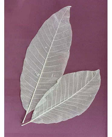Esqueleto Hoja NATURAL 31-39 cm 5 ud 1