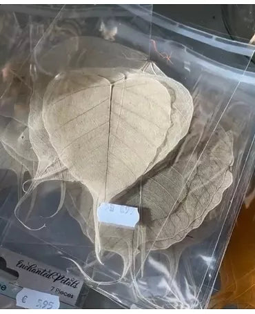 Esqueleto Hoja NATURAL 9-10 cm 5ud 1