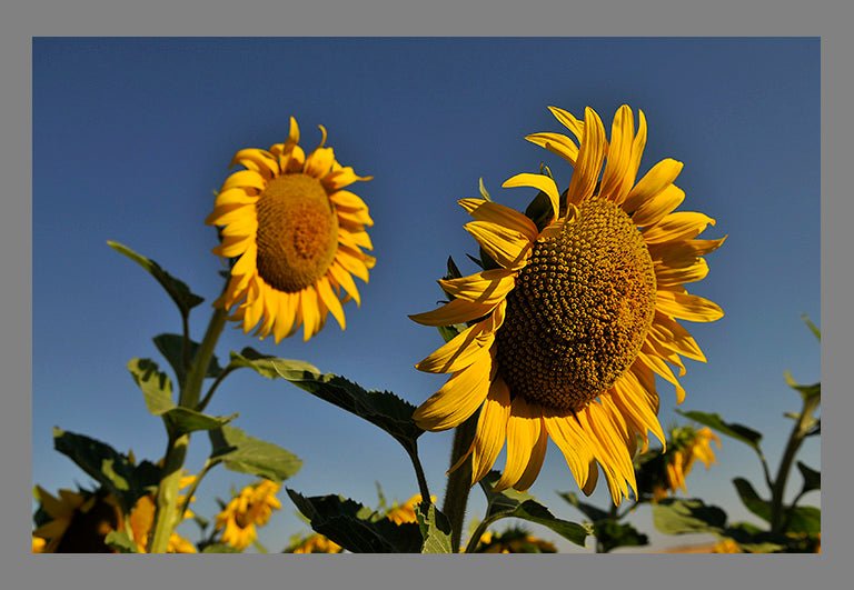 Fotografía País Vasco Girasol Valdegovía Gaubea, Araba. - Dendago