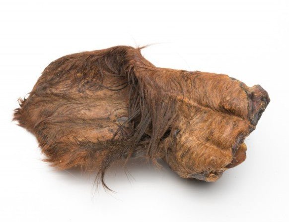 Oreja de buey con pelo - Dendago