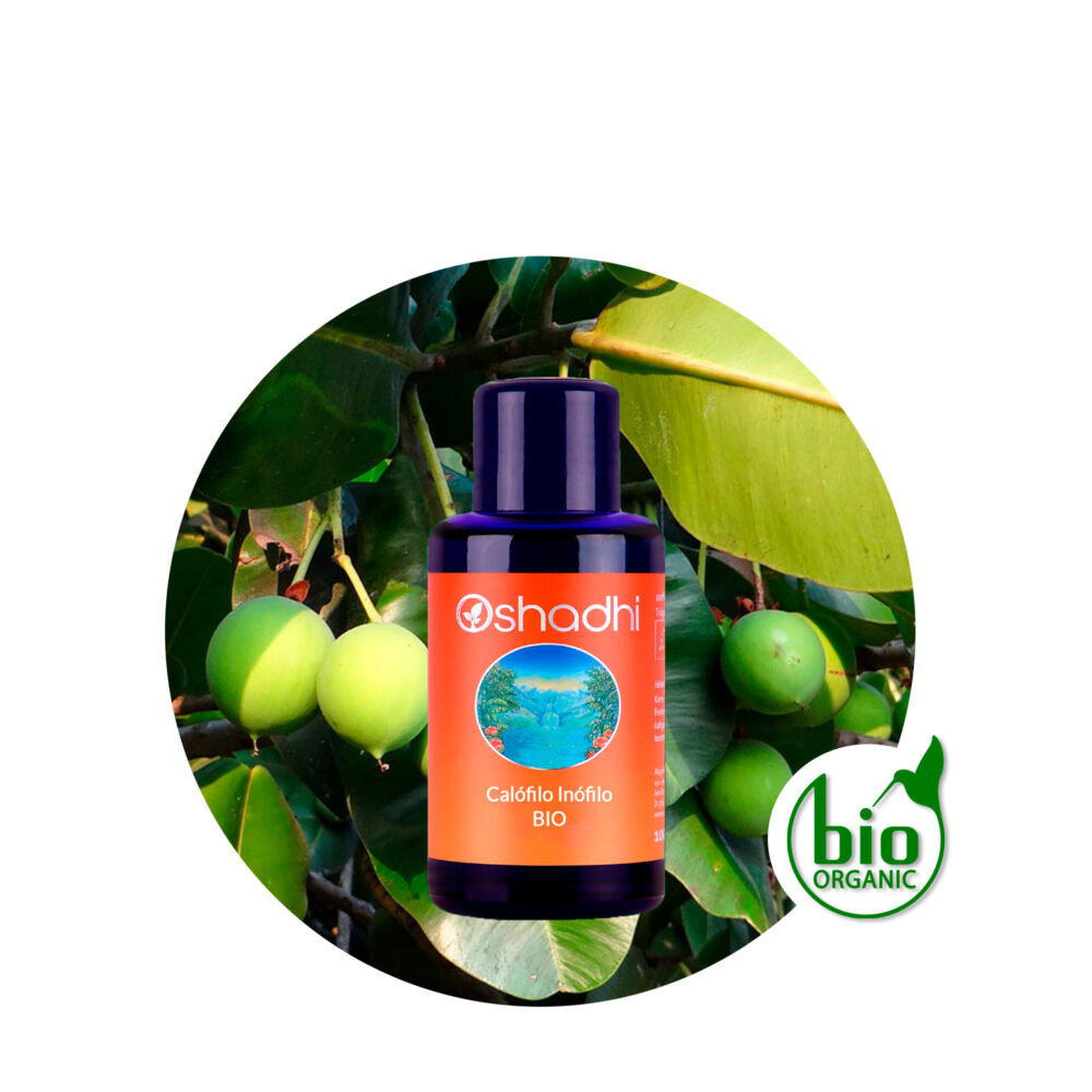 Aceite vegetal de calófilo 100 ml Oshadhi