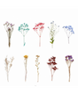 Stickers Transparentes Retro Flor Seca mix 20ud 1