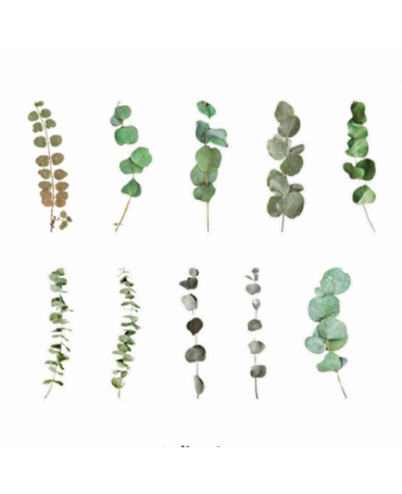 Stickers Transparentes Retro Hoja Eucalipto 20ud 1
