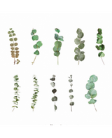 Stickers Transparentes Retro Hoja Eucalipto 20ud 1