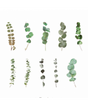 Stickers Transparentes Retro Hoja Eucalipto 20ud 1