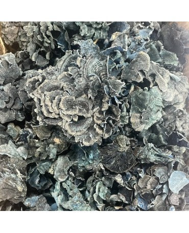 Seta Funghi Navy 50g 1