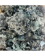 Seta Funghi Navy 50g 1