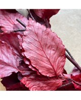 Hoja Nofo Preservada Roja rama 20 gr aprox 1