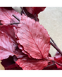 Hoja Nofo Preservada Roja rama 20 gr aprox 1