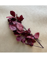 Hoja Nofo Preservada Roja rama 20 gr aprox 2