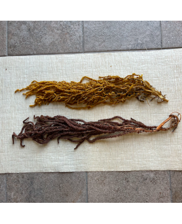Rama Amaranthus preservado Mostaza 2