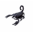Escorpion trudi 1