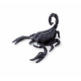 Escorpion trudi 1