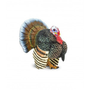 Pavo salvaje safari 1