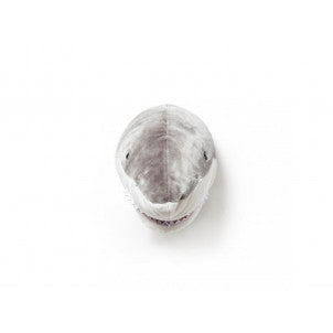 Cabeza tiburon jack wild&soft 2