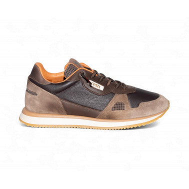 Cetti-1381 1