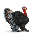Pavo schleich 1