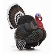 Pavo collecta 1