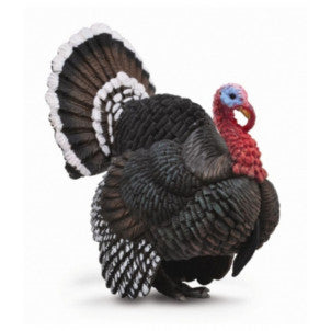 Pavo collecta 2