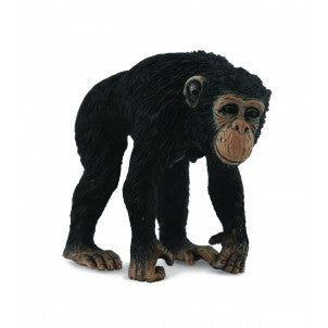 Chimpance hembra collecta 1