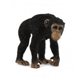 Chimpance hembra collecta 2