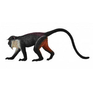 Cercopiteco diana collecta 2