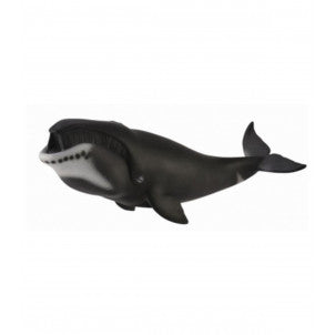 Ballena de groenlandia collecta 2