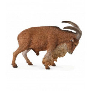 Muflon del atlas collecta 1