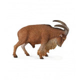 Muflon del atlas collecta 2