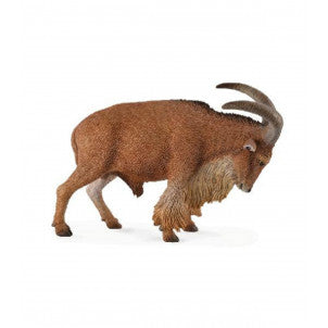 Muflon del atlas collecta 2