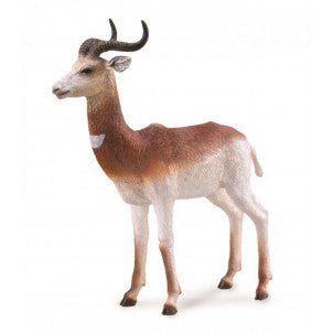Gacela dama collecta 1