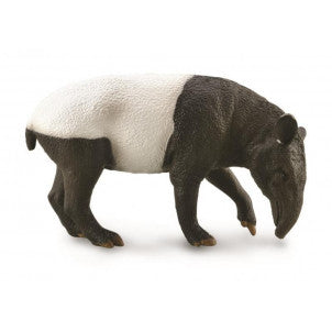 Tapir malayo collecta 2