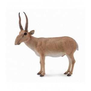 Antilope saiga collecta 1
