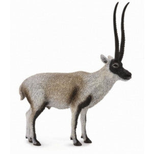 Chiru antilope tibetano collecta 1